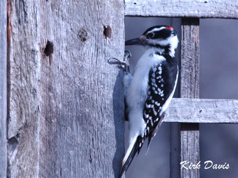 Dendroica Usa Hairy Woodpecker Picoides Villosus