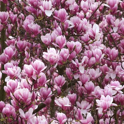 Magnolias Are Among The Most Beautiful Spring Blooming Trees From