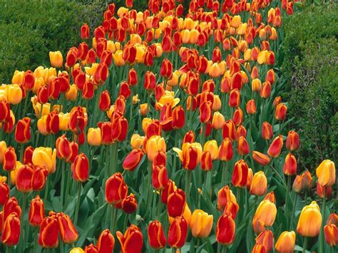 Download Besplatne Slike I Pozadine Za Desktop Tulipani Proljeće