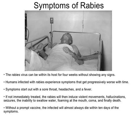 Symptoms Of Rabies In Humans