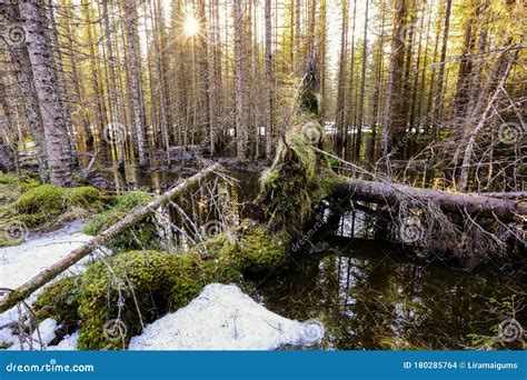 Spring Flood Stock Photo Image Of Flood Weather Forest 180285764