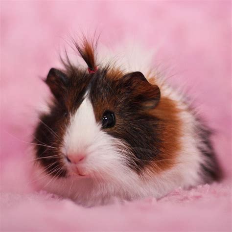 17 Best Images About Guinea Pigs On Pinterest Christmas