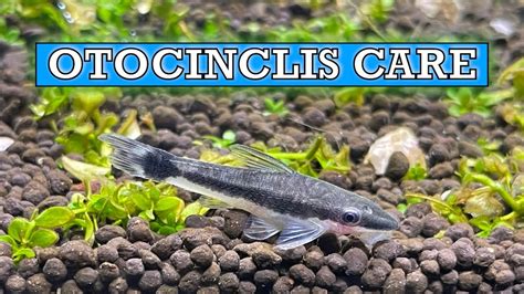 Otocinclus Catfish Care Guide Youtube