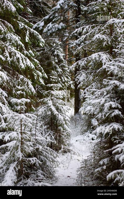 Landscape Coniferous Forest After The First Snowfall Stock Photo Alamy