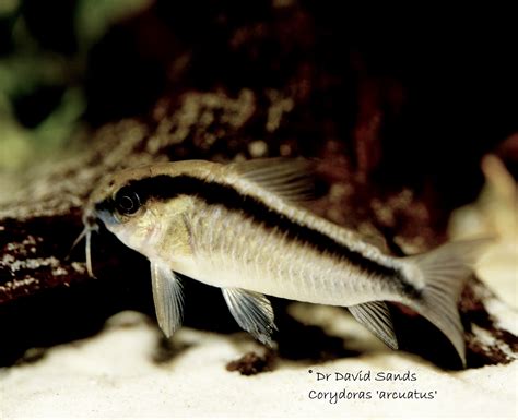 Corydoras Catfish Pigment Patterns Behaviour Crypsis And Habitats