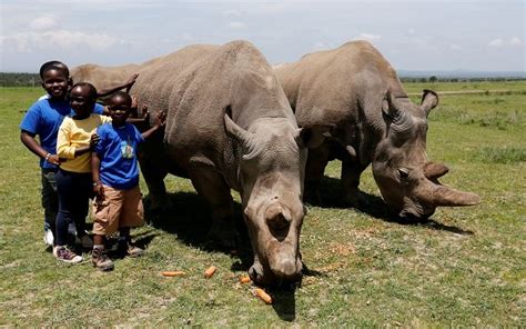 Hope Rising To Save Nearly Extinct Northern White Rhino