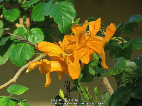 Cape Honeysuckle Tecoma Capensis