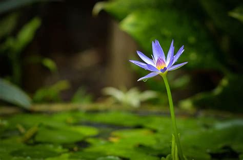 Lotus Green Nature Flower Plant Bloom Blossom Natural Leaf