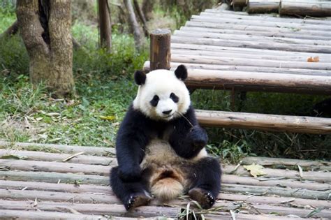 Wwf Giant Panda Conservation