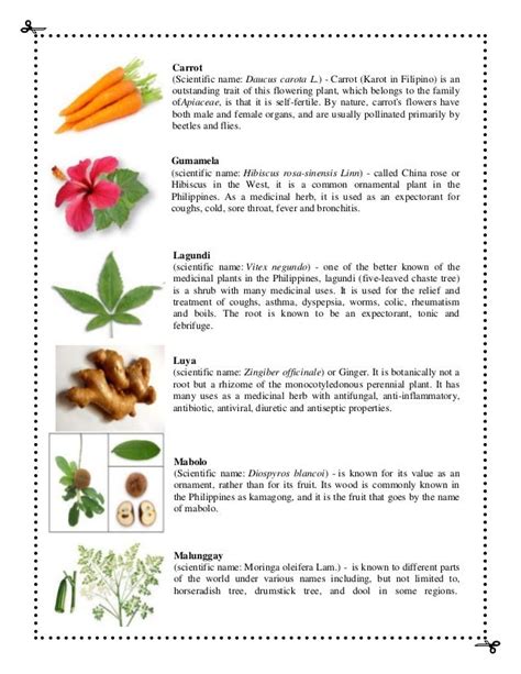 Medicinal Plants With Their Scientific Names And Uses Health And