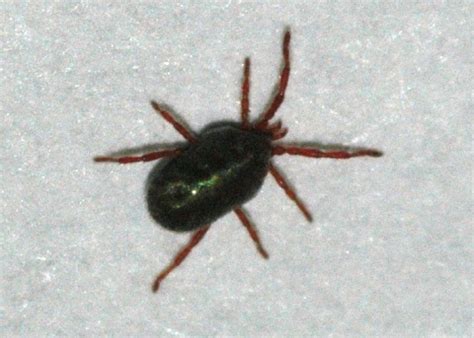 Clover mites might be searching for a new host plant, moving as a colony. Concrete Mite, Balaustium sp.