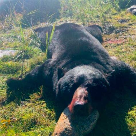 Rates Newfoundland Moose Hunting Outfitter Woodmans Outfitters