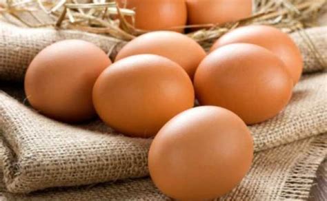 Ilmuwan Ungkap Misteri Kekuatan Telur Ayam