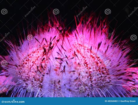 Fragile Pink Sea Urchin Stock Photo Image Of Closeup 48268482