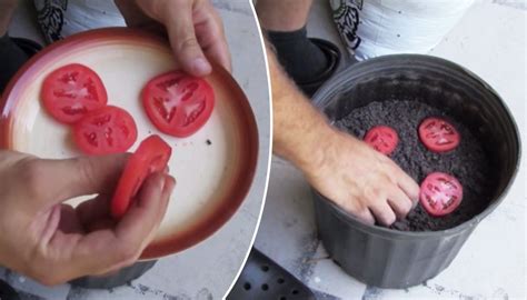The Simplest Trick To Grow Your Own Tomatoes With Just 3 Things Ripe