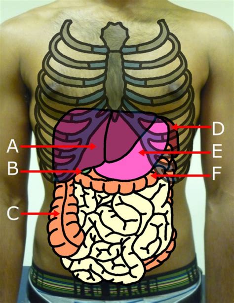 Abdominal Examination Detailed Oxford Medical Education