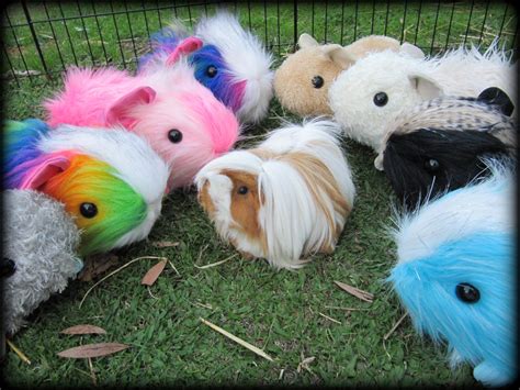 Guinea Pig Toy Patterns Make Your Own Amica Cavia