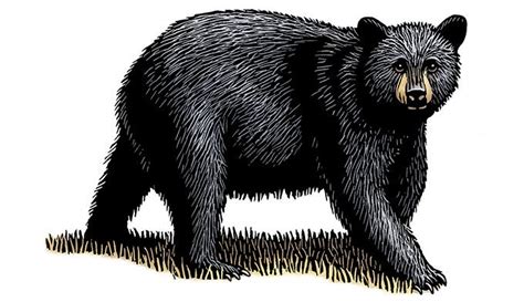 Bear Black Illustrationelizabethtraynor680 Yosemite National Park Trips