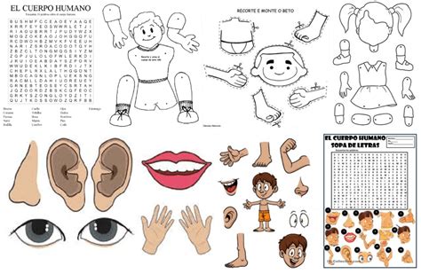 Imagenes Para Colorear Partes Del Cuerpo En Inglés Páginas Imprimibles