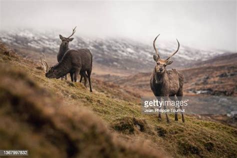 Sika Deer Ireland Photos And Premium High Res Pictures Getty Images