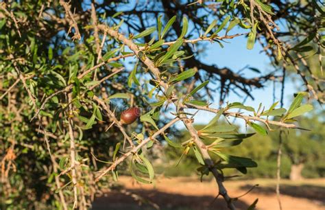 Argan Tree In Morocco Stock Photo Image Of Green Plant 87733962
