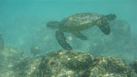 Swimming With The Turtle Kona October 2011 Turtle Vacation Kona