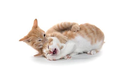 Two Cute Kittens Sleeping Stock Photo Image Of Mammal 37267168