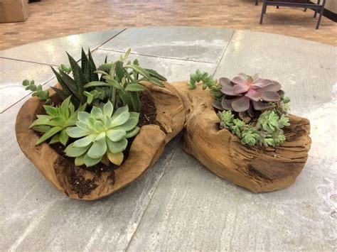 Sedum projects and diy succulent planters are the perfect way to showcase these beauties, without them getting lost in the garden. Unique Succulent Driftwood Planters That You Will Love