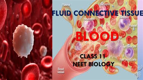 Fluid Connective Tissuebloodclass 11neet Biology Youtube