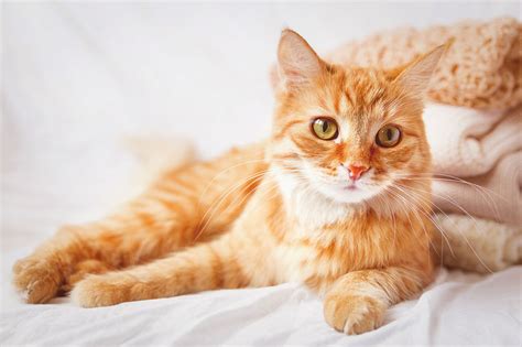 Kucing Jantan Atau Betina Ada 5 Perkara Perlu Dipertimbangkan Sebelum
