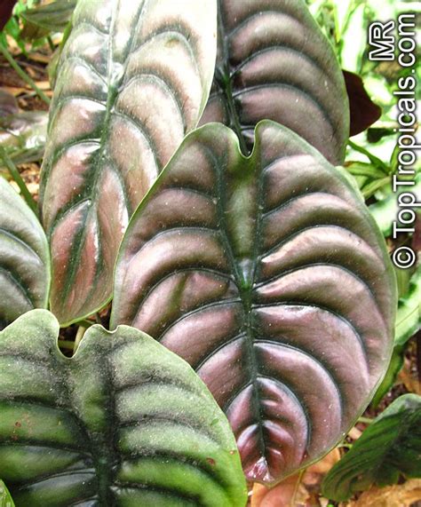 Beautiful & easy to maintain. Alocasia sp., Alocasia, Taro - TopTropicals.com