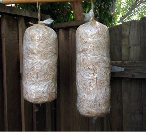 5 Mushroom Grow Bag Tubes 36 X 6 Etsy