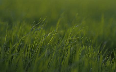 Download Wallpaper 3840x2400 Grass Macro Green Greens Blur 4k Ultra