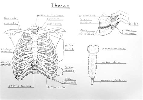 Rib cage anatomy and its implications in back pain. Anatomy Atlas Part 7 - Rib Cage