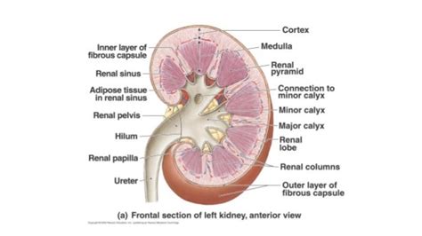 Kidney Anatomy Renal Sinus Anatomy Structure