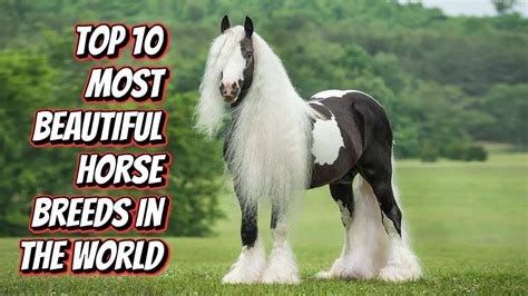 Top 10 Most Beautiful Horse Breeds In The World Youtube