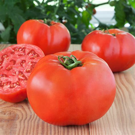 Debut Hybrid Tomato Bonnie Plants