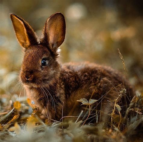 Pin By Janine Ververs On Adorable Animals ♡ Wild Bunny Animal