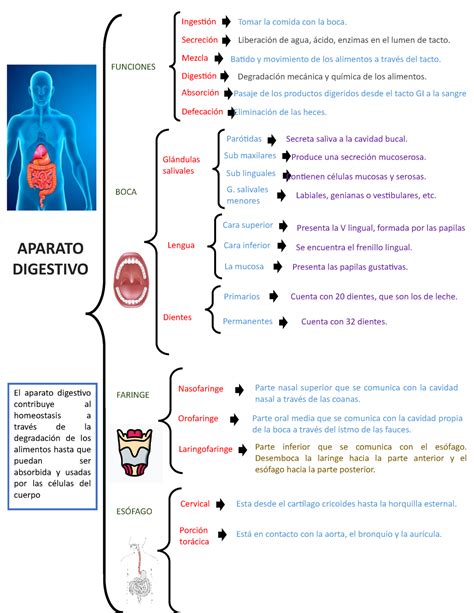 29 Cuadro Sinoptico Del Aparato Digestivo Background Dato Mapa Gambaran