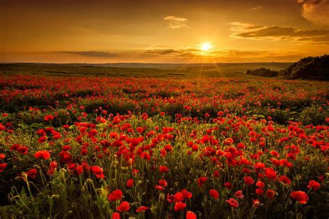 Poppy Field Stock Photos Pictures And Royalty Free Images Istock