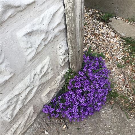 I Like These Purple Flowers That Grow In The Cracks In Walls What Are