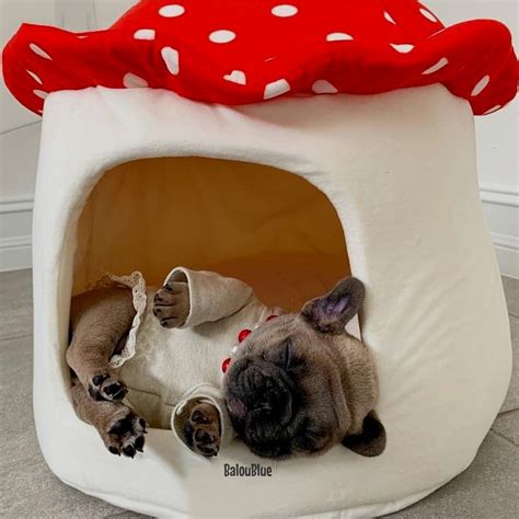 French bulldogs tend to be more laid back than more active pugs. Are you one of the pug lovers or french bulldog lovers? If ...