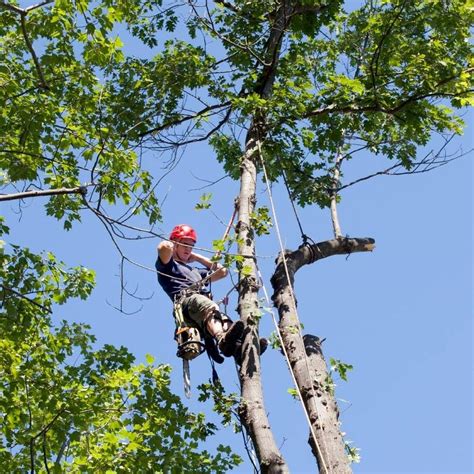 Austin Tree Surgeons Austin Tx