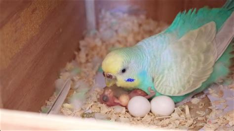 Budgie Feeding Newborn Chick Youtube