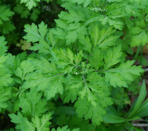 Purple perennials add deep to bright color to the landscape, and some species early blooming perennials start producing flowers in spring, which lasts from march through may. Mugwort | Identify that Plant