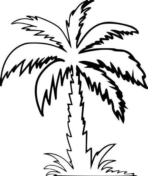 Palm Tree Leaves Drawing Outline Palm Coloring Leaf Tree Branch