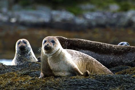 10 Native Scottish Animals And Where You Can Find Them Around The