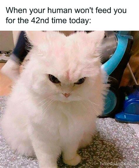 Hilarious Cat Memes All Cat Owners Will Be Able To Relate To Demilked