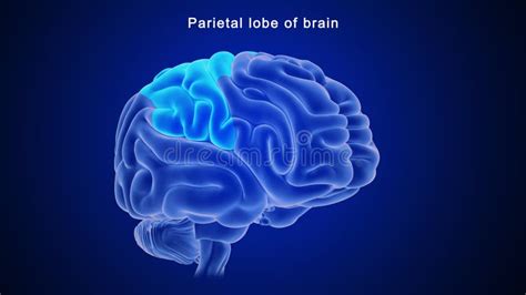 Parietal Lobe Of Human Brain Stock Illustration Illustration Of Gland