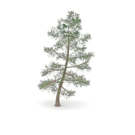 Nature Ponderosa Pine Tree 3d Model Max 123free3dmodels